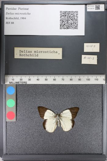 Media type: image;   Entomology 128278